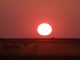 Africa 107 : Africa, Animal, Botswana, Grassland, Landscape, Makgadikgadi, Mammal, Nature, Sunset, Wildebeest